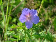 Geranium pratenseBeemdooievaarsbek bestellen